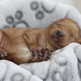 Cavapoo and Saint Bernard Puppies from Horseshoe Drive Kennel