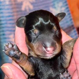 Rafael Jr - Black and tan male Dachshund puppy in Magnolia, Texas from J&R Macias Dachshunds