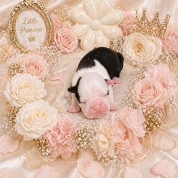 Black n white lady - Black and white female Boston Terrier puppy in San Antonio, Texas from JT Bostons