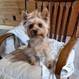 Tavi - Yorkshire Terrier