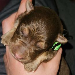 Green - Brown seal male German Shepherd puppy in Lebanon, Pennsylvania from East Coast k9's