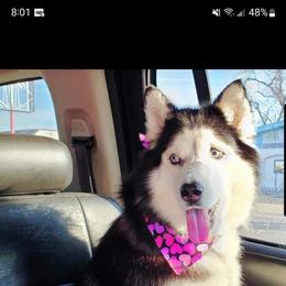 Siberian Husky All Grown Up from Boden Breeding