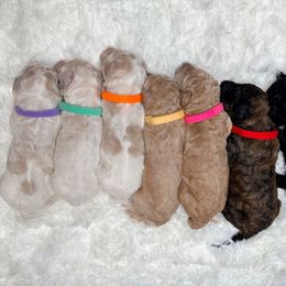 Poodle Puppies from Woofadoodles