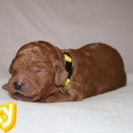 Bucky - Red  male Poodle puppy in Sheridan, California from Renegade Standard Poodles