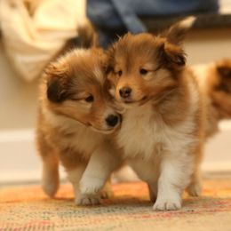 Shetland Sheepdog Puppies from Ulysses Shelties