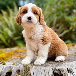 Gus Gus (Red Collar) - Red male Bernedoodle puppy in Stanwood, Washington from Butter Cup Pups and Paws