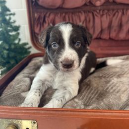 Denali - White and red male Bordoodle puppy in Valley Center, California from Circle R Valley Bordoodls