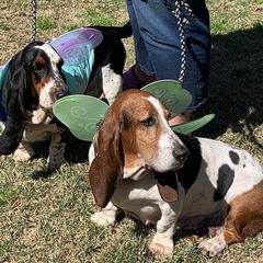 Basset Hounds from Bass Lake Bassets