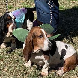 Basset Hounds from Bass Lake Bassets