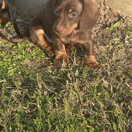 Diesel - Chocolate and tan male Dachshund puppy in Modesto, California from Raws Doxies