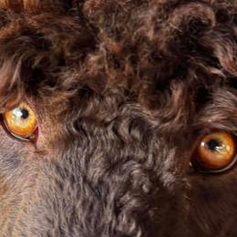 Poodle puppies from Royal Dixie Standard Poodles