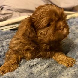 Toby - Liver male Shih Tzu puppy in Scottdale, Pennsylvania from Nancy’s Majestic Shih Tzus