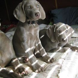 Weimaraners from Penny Hoffman