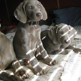 Weimaraners from Penny Hoffman