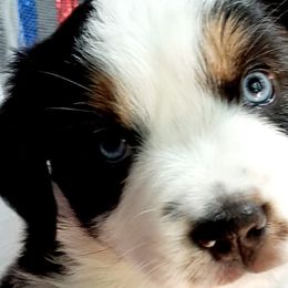 Black Tri JO - Black tri Miniature Australian Shepherd puppy in Cottontown, Tennessee from Whispering Trail Miniature Aussies