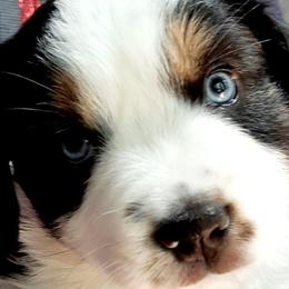 Black Tri JO - Black tri Miniature Australian Shepherd puppy in Cottontown, Tennessee from Whispering Trail Miniature Aussies