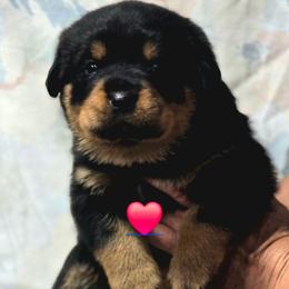 Red collar girl - Black and mahogany female Rottweiler puppy in Live Oak, Florida from K&R RANCH KENNELS