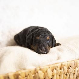 Prince Charming - Phantom male Bernedoodle puppy in Seffner, Florida from Gold Diamond Pup
