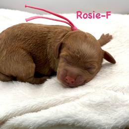 Lily or Rosie - Red  female Goldendoodle puppy in Lewisville, Texas from Zink Doodles
