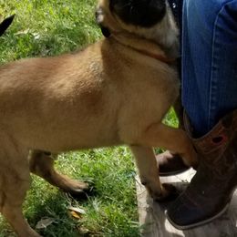 Belgian Malinois Puppies from Heavenly Firefly Belgian Malinois