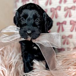 Honor - Black female Australian Labradoodle puppy in Decatur, Alabama from Southern Meadows Doodles
