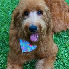Double Doodles and Poodles from Southern Country Kennels