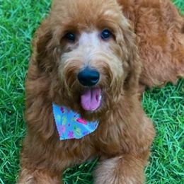 Double Doodles and Poodles from Southern Country Kennels