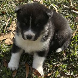 Batista - Black and white male Siberian Husky puppy in Summerville, South Carolina from Carolina Husky Lodge