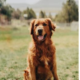 Winston - Golden Retriever