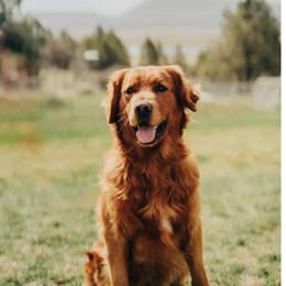 Winston - Golden Retriever