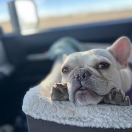 Vivi - French Bulldog