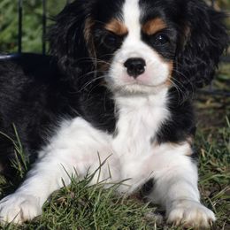 Cavalier King Charles Spaniel Puppies from Grifscamp Cavaliers