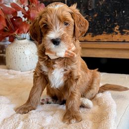 Kahan - Apricot male Goldendoodle puppy in Arizona from Daisy Mountain Doodles