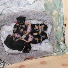 Brussels Griffon Puppies from Little Griffons
