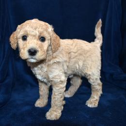 Whimsey - Apricot female Goldendoodle puppy in Jasper, Indiana from Hilltop Pups LLC