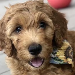 Goldendoodles from Amberdoodles