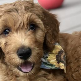 Goldendoodles from Amberdoodles