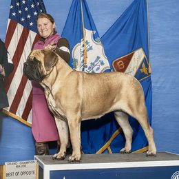 Mastiffs from Green Meadow Mastiffs