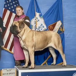 Mastiffs from Green Meadow Mastiffs