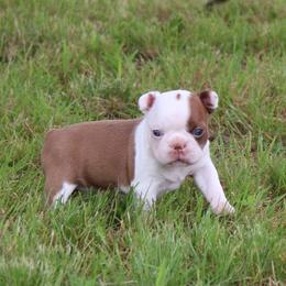 Betta - Red female Boston Terrier puppy in Gore, Oklahoma from Freedom Frenchies N Bostons
