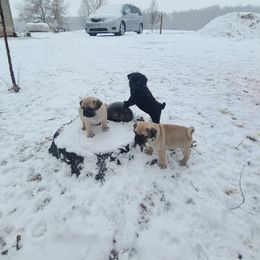 Pug Puppies from Lil'Farm Pugs