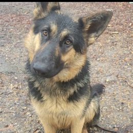 Nakita - German Shepherd