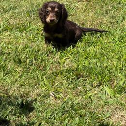 Smaller chocolate  cream - Chocolate and cream female Dachshund puppy in Madera Acres, California from Muggin Bostons Terriers and Mini Dachshund