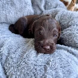 Donald Duck - Chocolate male Goldendoodle puppy in Taylorsville, Georgia from Sweet Southern Doodles