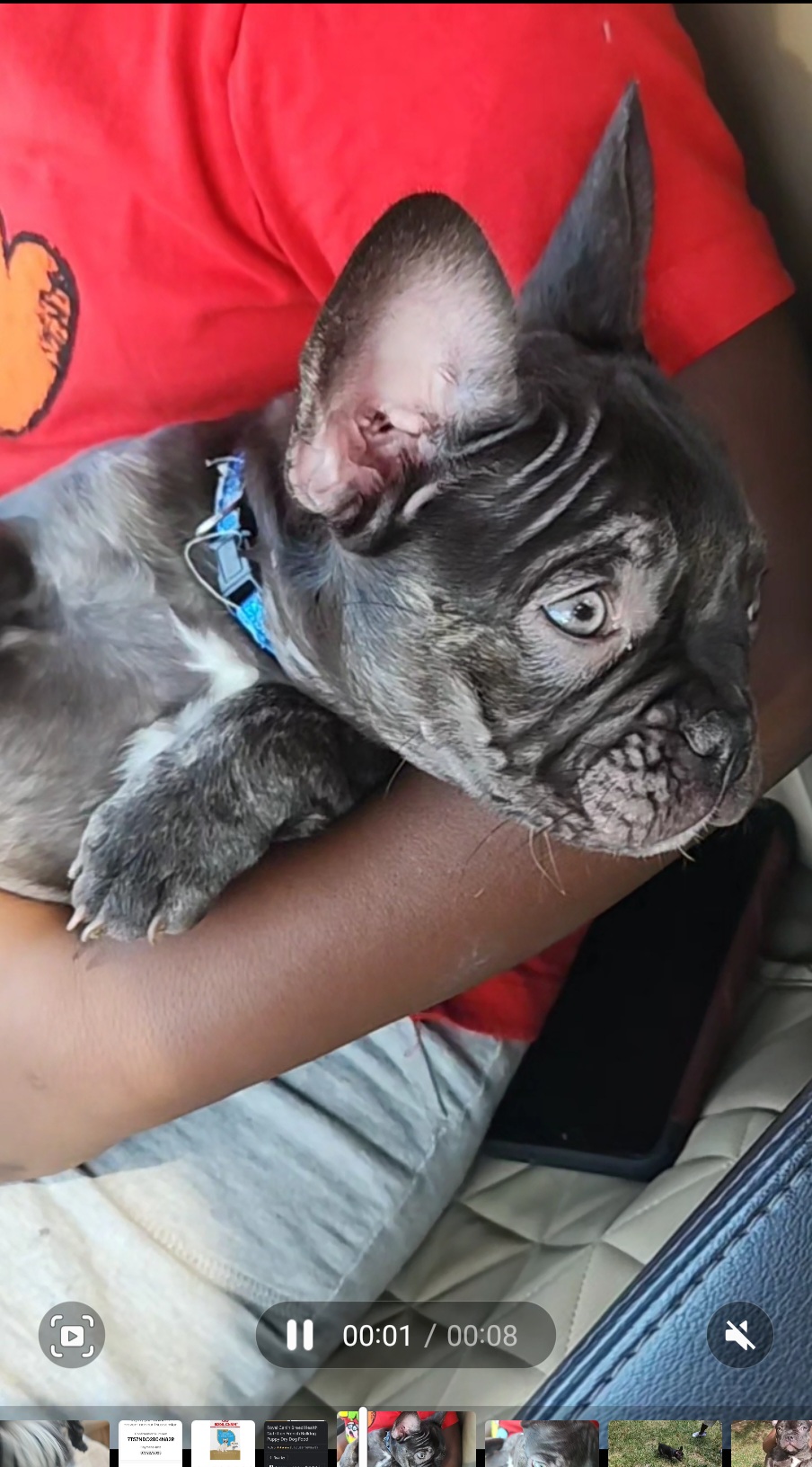 French Bulldog Puppies from Celebrity Kennels