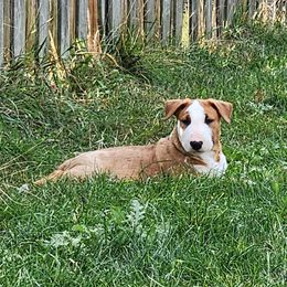Bull Terrier Puppies from Virtue Bull Terriers