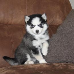 Emma Ready NOW - Black and white female Pomsky puppy in Apple Creek, Ohio from Kathryn Troyer