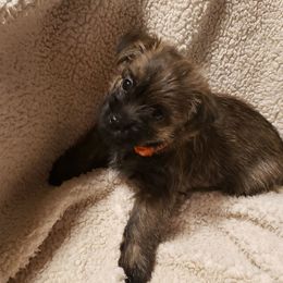 Girl 2 - Cream brindle female Cairn Terrier puppy in Centerville, Texas from Cedar Forrest Terriers LLC (Cairns & Australian Terriers)