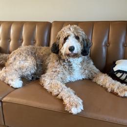 Finley - Bernedoodle