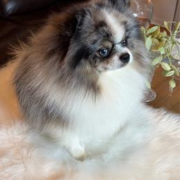Fantasma DelReal - Pomeranian